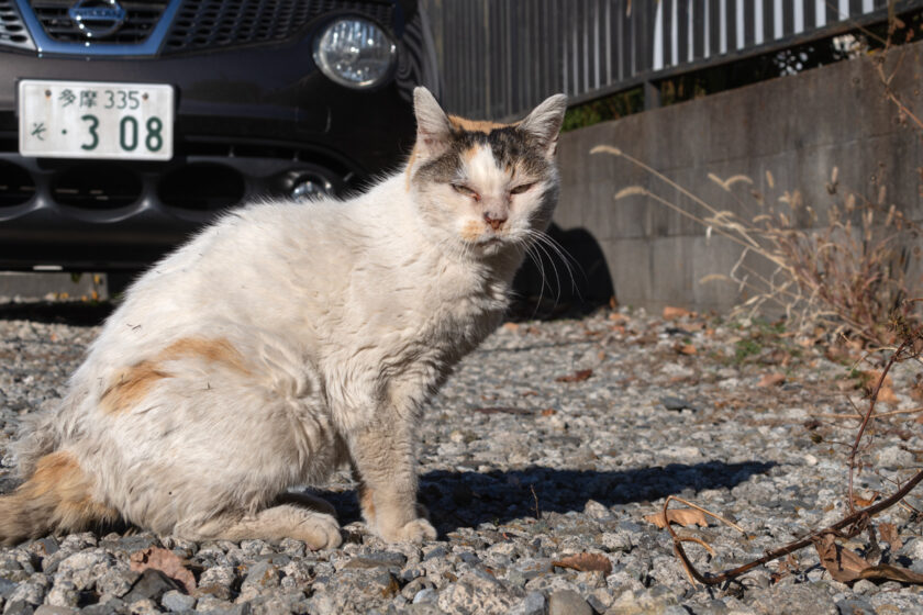 昭島市の猫