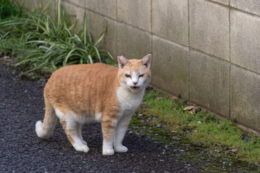 昭島市の猫