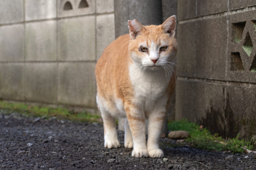 昭島市の猫