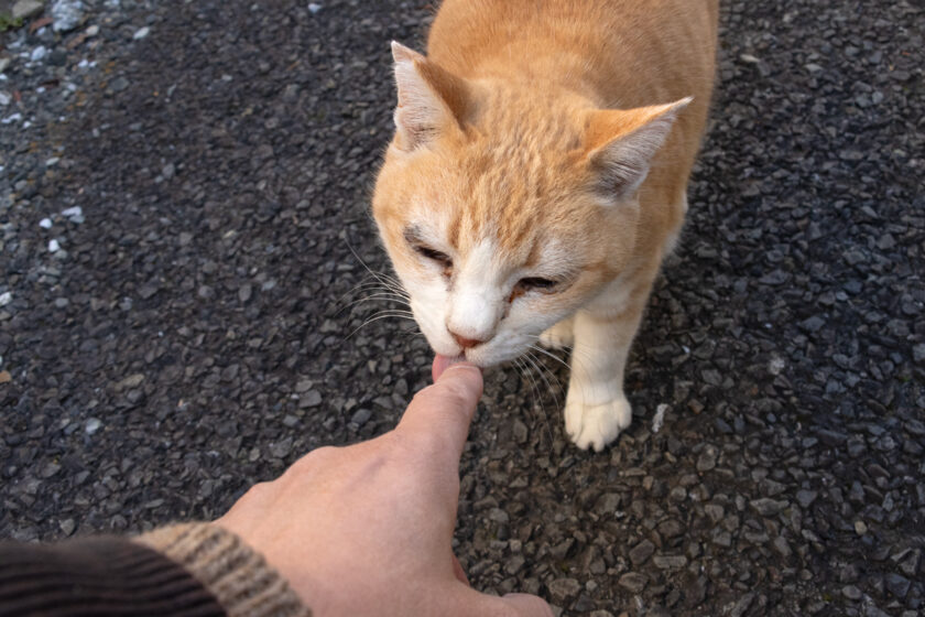 昭島市の猫