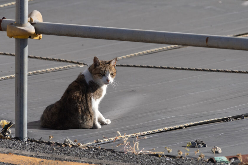 昭島市の猫