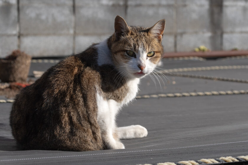 昭島市の猫