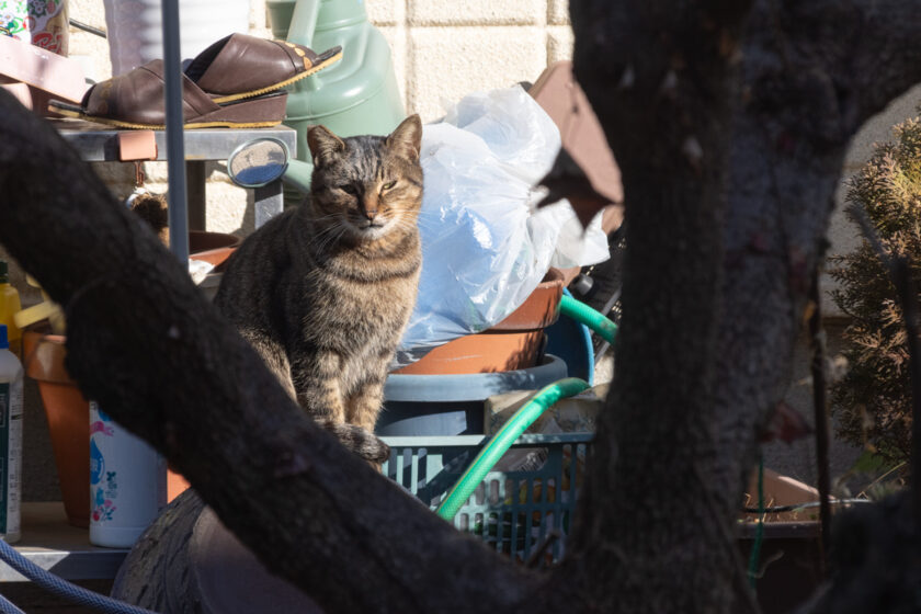 昭島市の猫