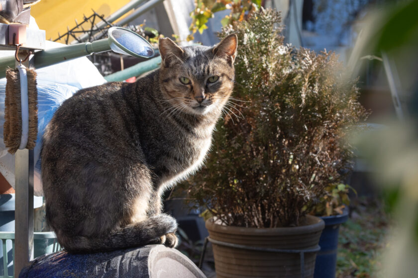 昭島市の猫