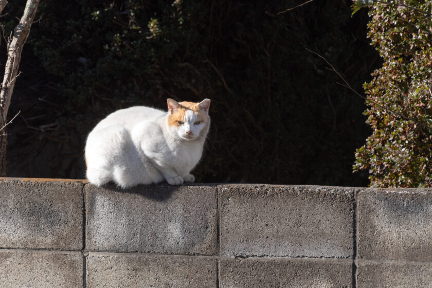 立川市の猫