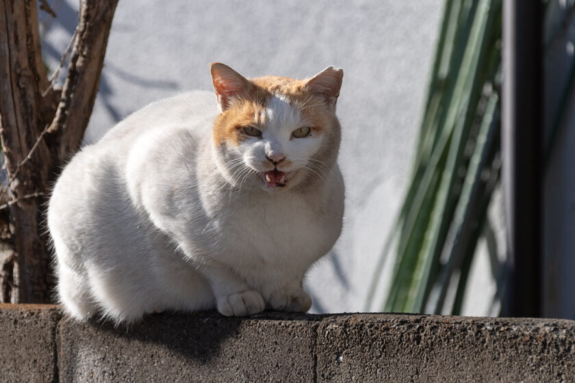 立川市の猫