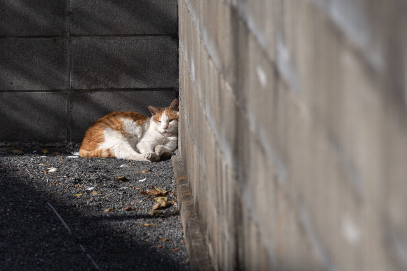 立川市の猫