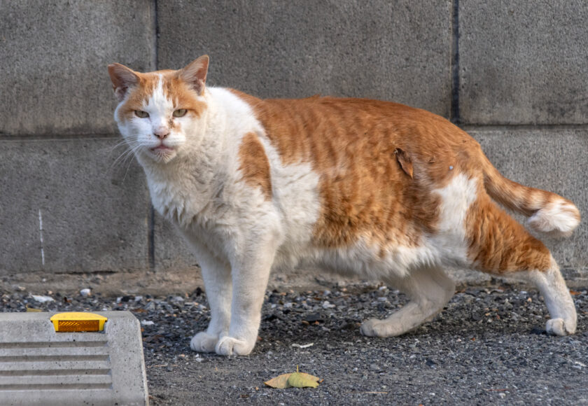 立川市の猫