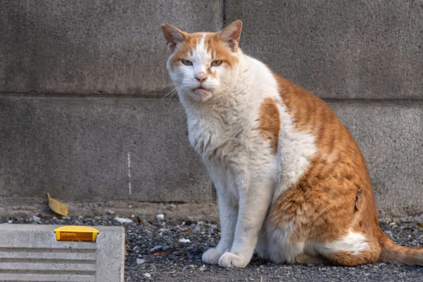 立川市の猫