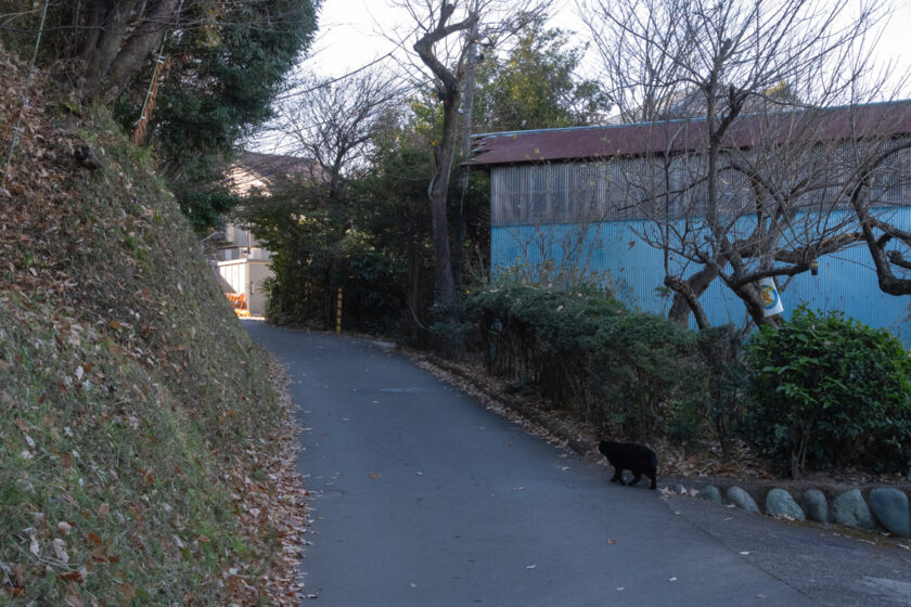 日野市の猫