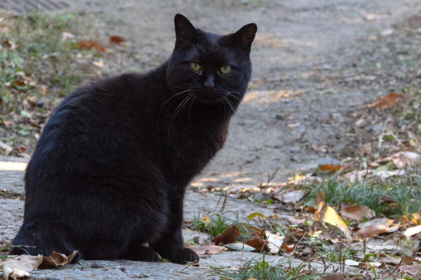 日野市の猫