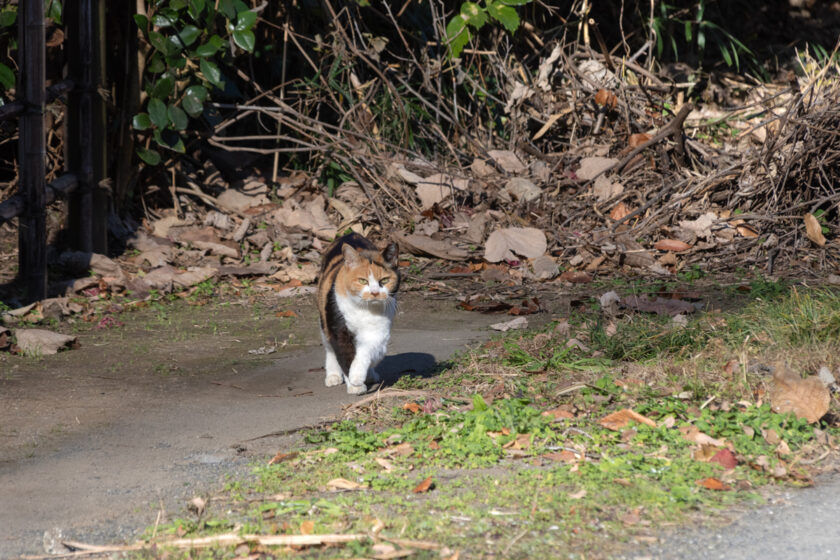 日野市の猫