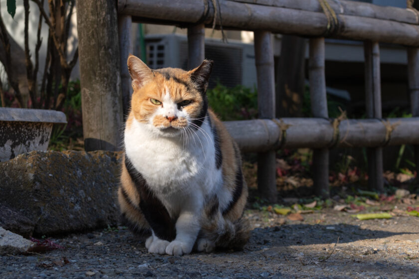 日野市の猫