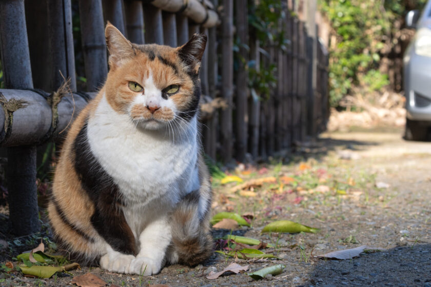 日野市の猫