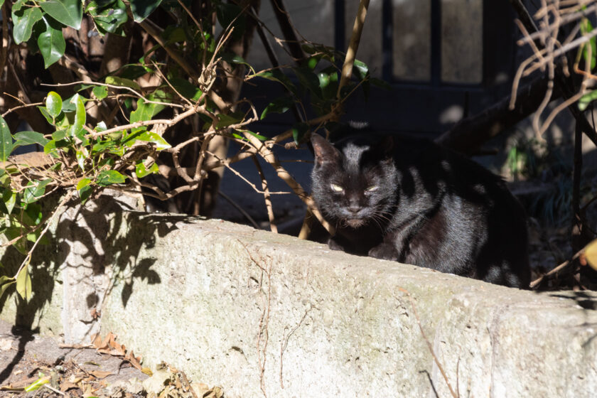 日野市の猫