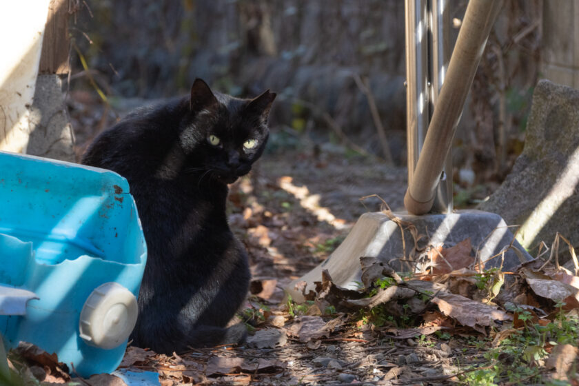 日野市の猫