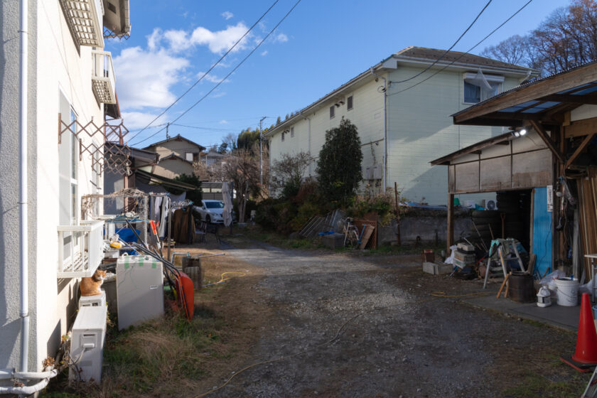 日野市の猫