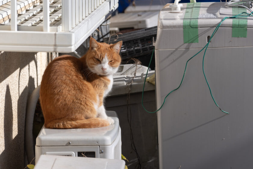 日野市の猫