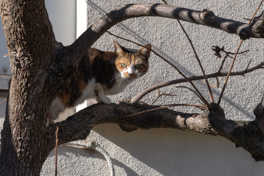 日野市の猫