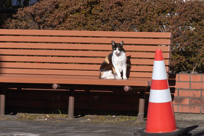 福生市の猫