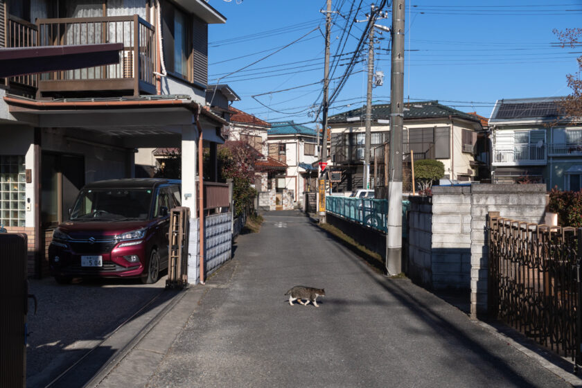 昭島市の猫