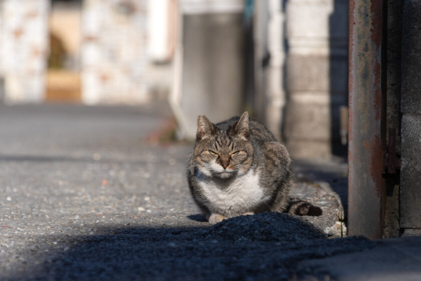 昭島市の猫