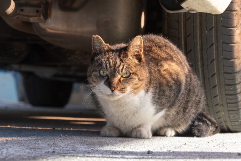 昭島市の猫