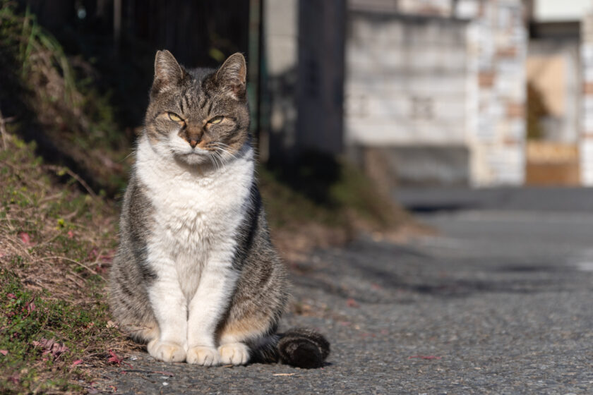 昭島市の猫