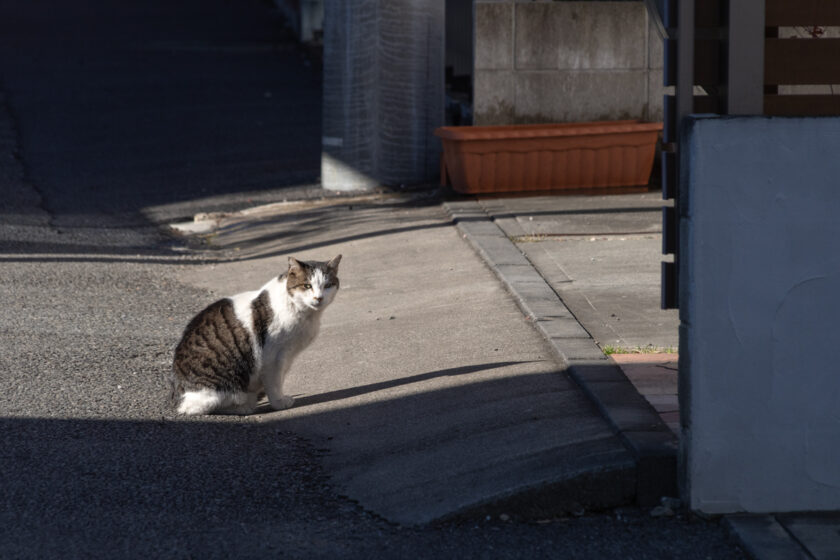 昭島市の猫