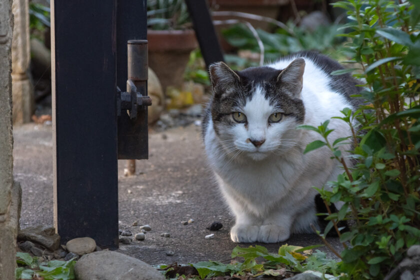 昭島市の猫