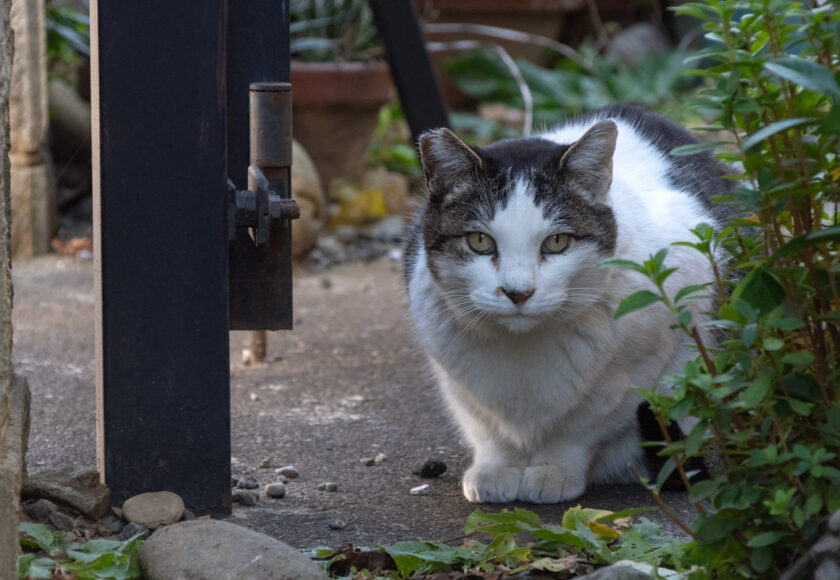 昭島市の猫