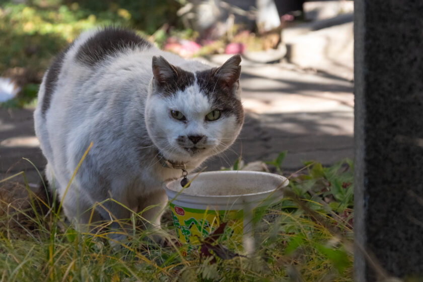 昭島市の猫