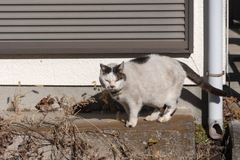 昭島市の猫