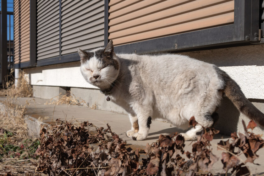 昭島市の猫