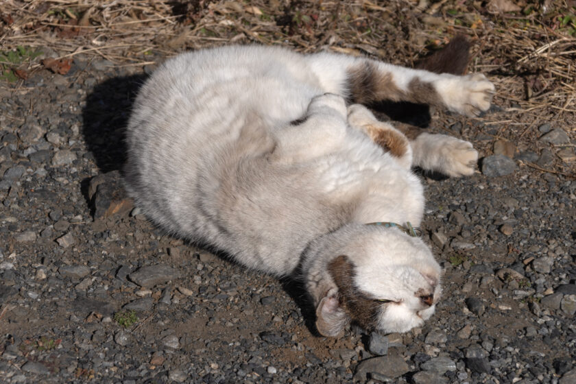 昭島市の猫