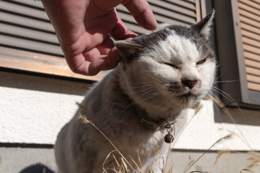 昭島市の猫