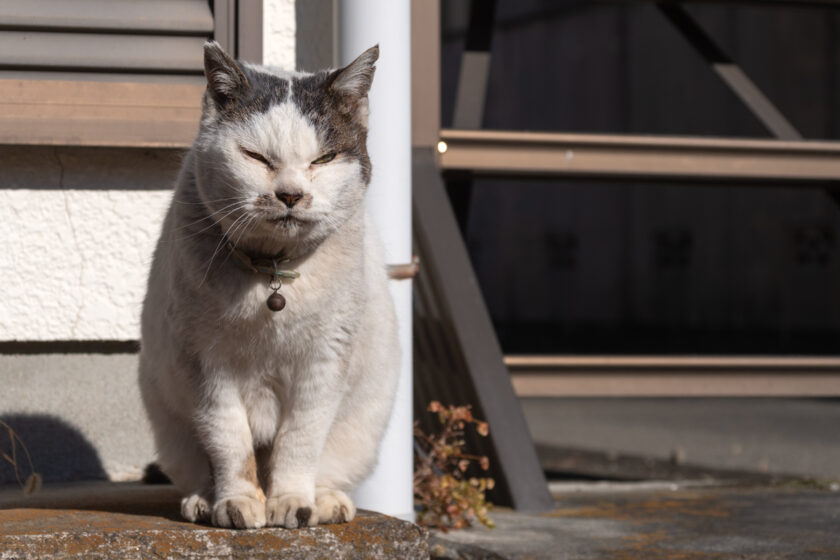 昭島市の猫