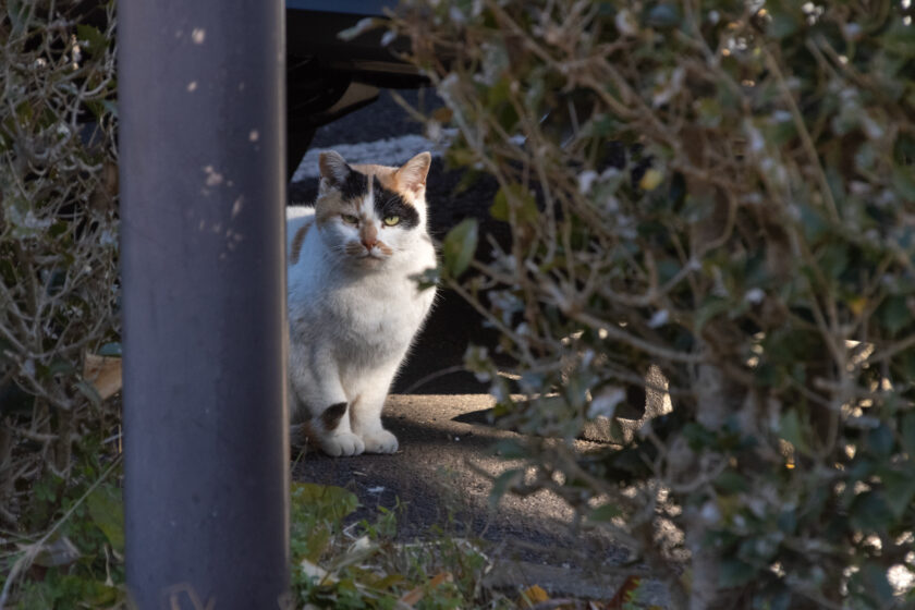 福生市の猫