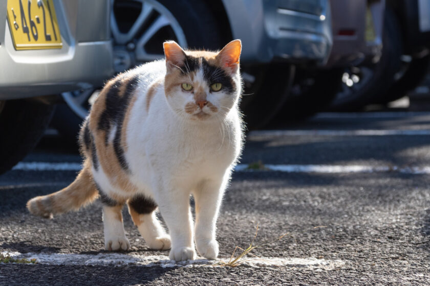 福生市の猫