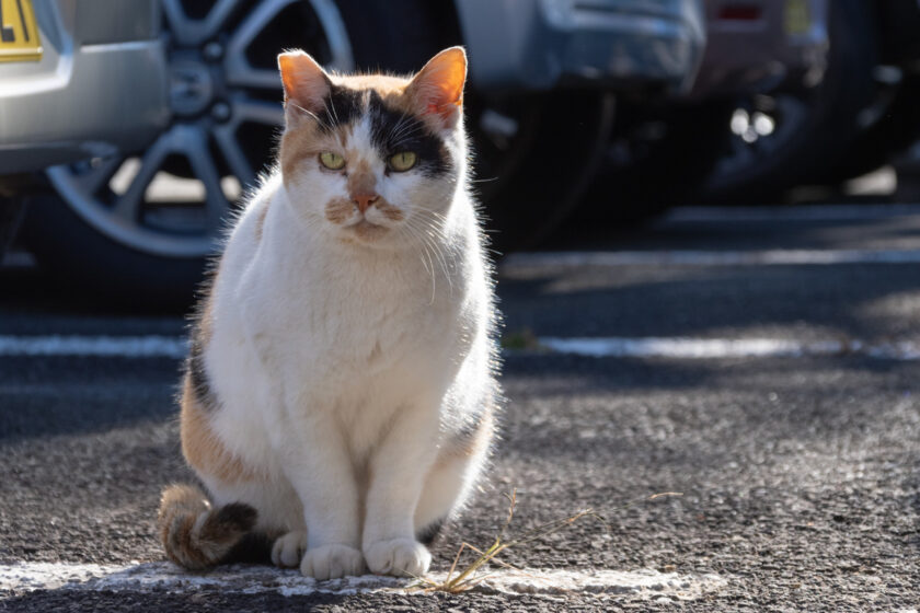 福生市の猫