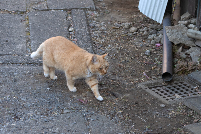 調布市の猫