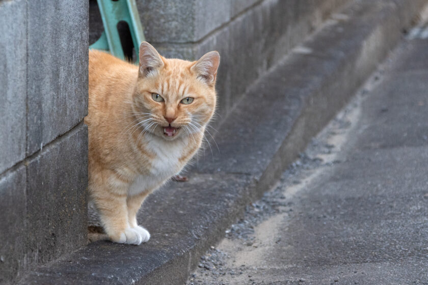 調布市の猫