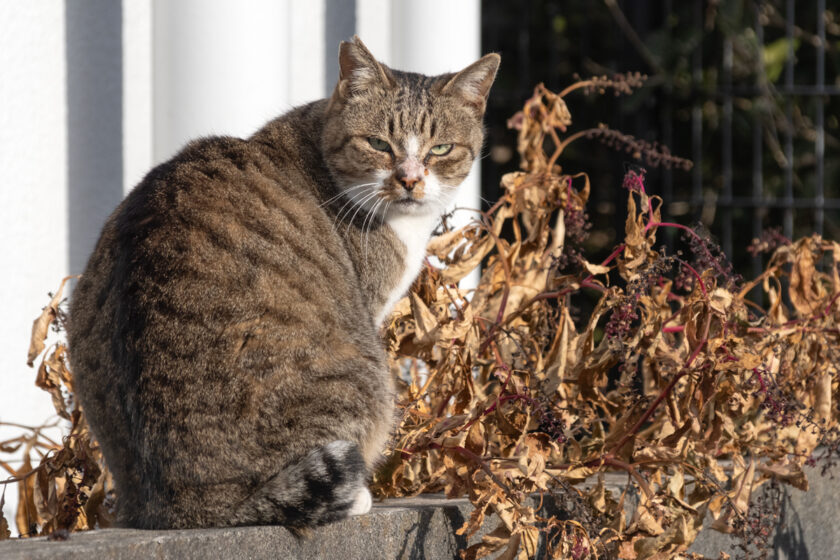 調布市の猫