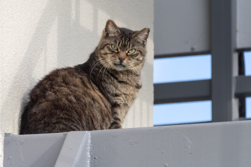 調布市の猫