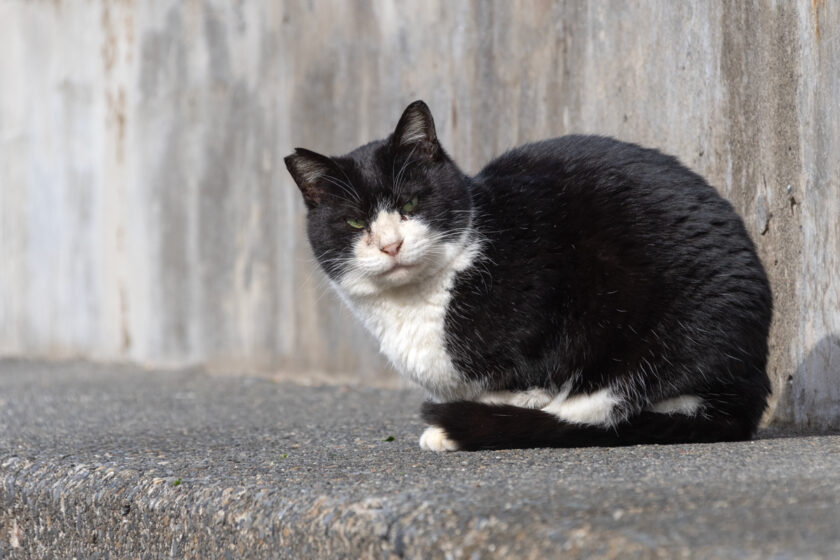 大島町の猫