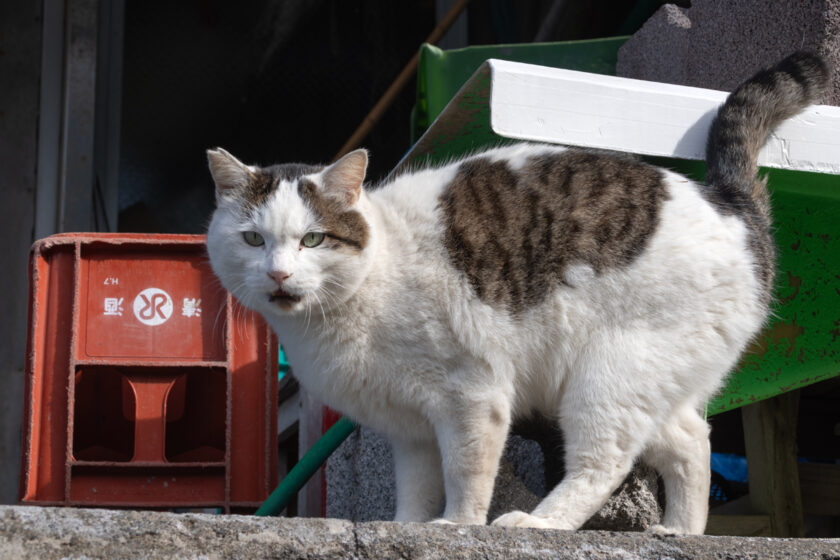 大島町の猫