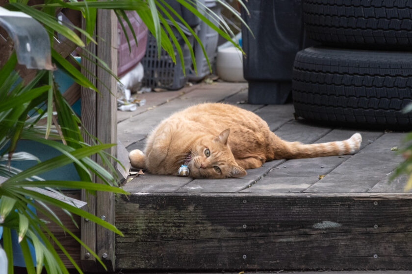 府中市の猫