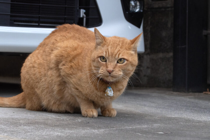 府中市の猫