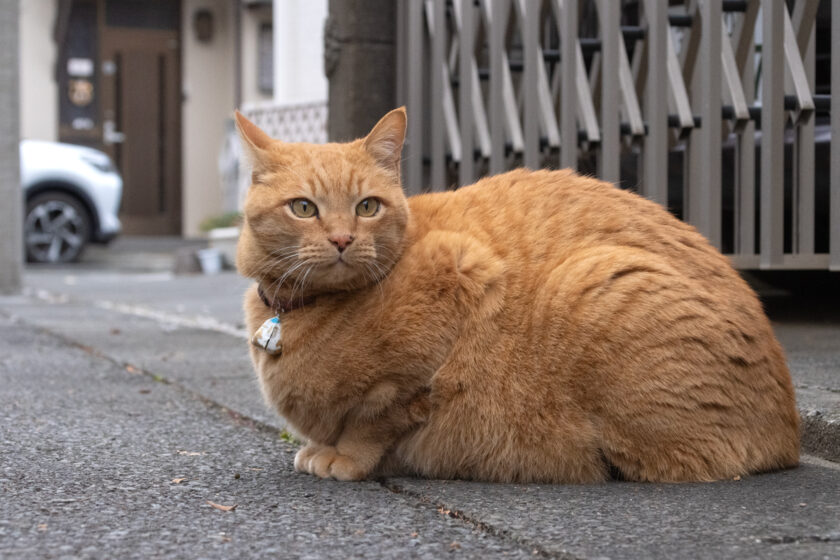 府中市の猫