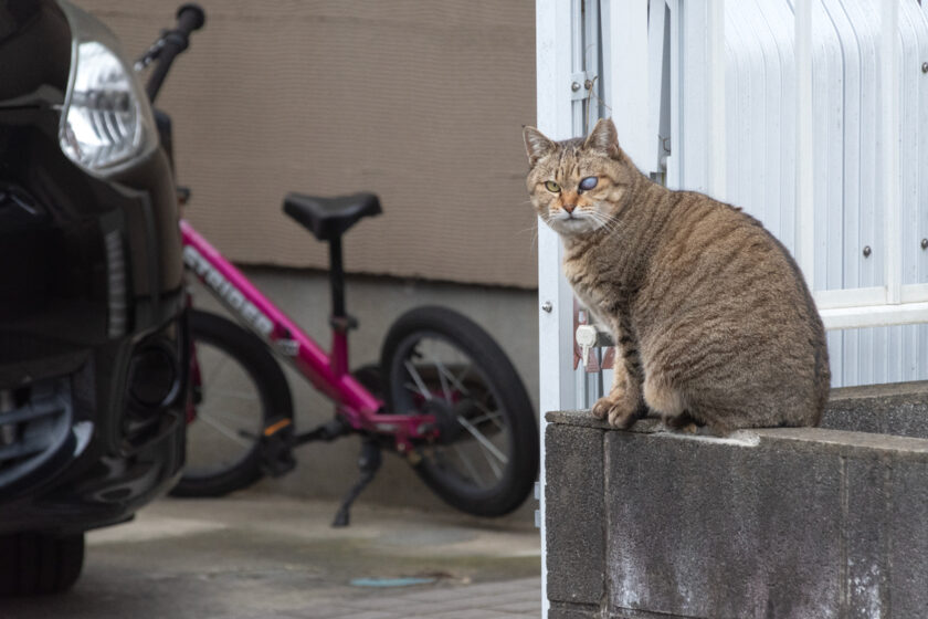 日野市の猫